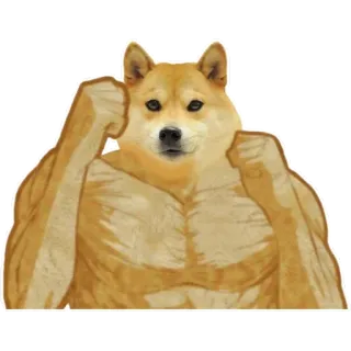👊 doge, cane, meme, palestrato, muscoloso telegram sticker