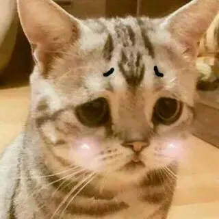 🐱 кот, грустный, котенок, животное, милый, питомец telegram sticker