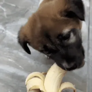 🌟 chiot, chien, banane, fruit, animal de compagnie, animal whatsapp sticker