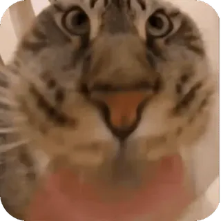 🤩 gatto, animale, animale domestico, gatto domestico, mammifero telegram sticker