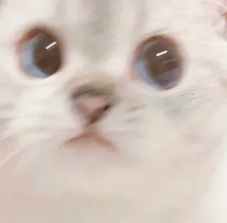 🥺 gato, animal de estimação, animal, fofo, felino telegram sticker