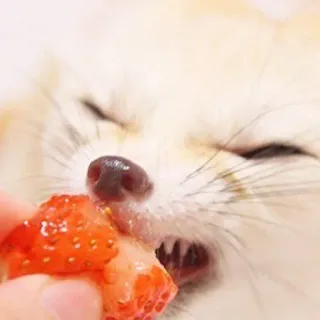 🦊 whatsapp sticker