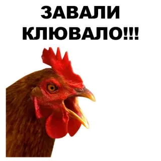 🤘 ЗАВАЛИ КЛЮВАЛО!!! Huhn, Vogel, Tier, Hahn, Geflügel telegram sticker