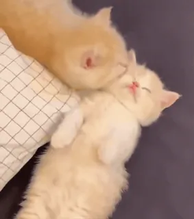 💗 kotki, koty, śpiące, słodkie, zwierzęta, zwierzęta domowe whatsapp sticker