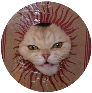 🌞 gato, animal, pegatina, mascota, divertido, enojado, meme telegram sticker
