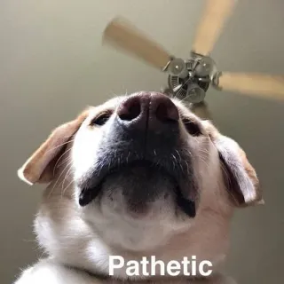 😾 Pathetic cane, patetico, umorismo, meme, ventilatore a soffitto, animale domestico, animale, divertente telegram sticker