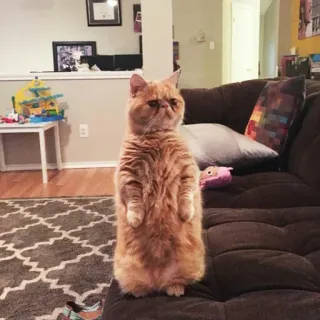 😕 cat, standing, animal, domestic cat, pet, feline telegram sticker