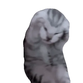 🙀 cat, animal, cute, kitten, pet, domestic whatsapp sticker