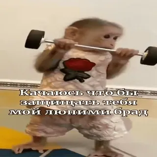 🐵 Качаюсь что бы защищать тебя мой любими брад mono, fitness, levantamiento de pesas, ejercicio, animal, gimnasio, lindo whatsapp sticker