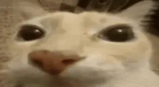 🤯 cat, funny, animal, meme, pet, cute, domestic cat telegram sticker