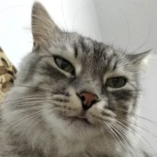 👅 cat, pet, animal, gray cat, domestic cat, feline telegram sticker