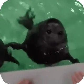 😚 foca, animal, fofo, nadando, água, mamífero whatsapp sticker