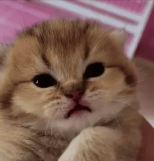 😇 kitten, cat, cute, pet, animal, domestic animal whatsapp sticker