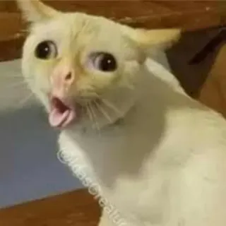 🤢 @idascreations Katze, Meme, Schreien, Lustig, Weiße Katze, Gesichtsausdruck whatsapp sticker