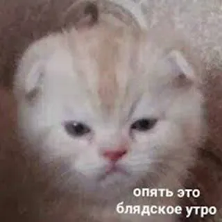 🐶 опять это блядское утро gato, gatinho, meme, russo, engraçado, ofensivo telegram sticker
