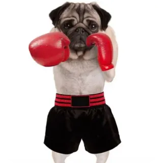 🐶 pug telegram sticker