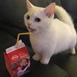 🖐 cat, kitten, juice, drink, funny, cute, animal telegram sticker