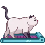 😌 mèo, máy chạy bộ, tập thể dục, phim hoạt hình, động vật whatsapp sticker