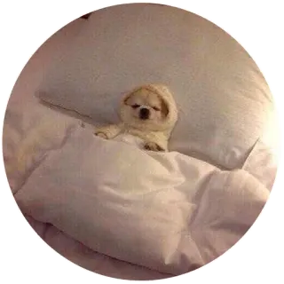 😏 perro, durmiendo, cama, almohada, acogedor telegram sticker