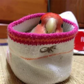 😊 oiseau, perroquet, inséparable, animal, chaussette, mignon telegram sticker