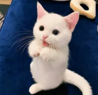 🍑 cat, kitten, white cat, cute, animal, pet telegram sticker
