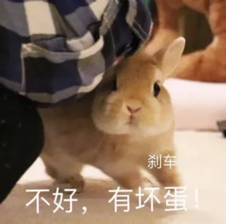 😨 刹车
不好，有坏蛋！ conejo, lindo, animal, mascota telegram sticker