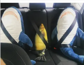 🚗 shark, fish, seatbelt, car, plush, toy, safety, humor whatsapp sticker