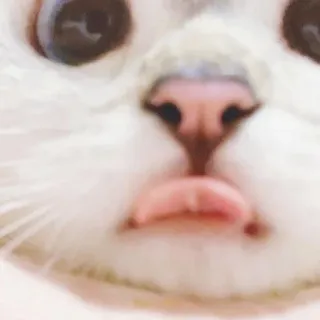 🐈 猫, 動物, ペット, かわいい, 顔, アップ whatsapp sticker