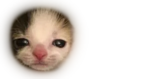 ☹️ cat, kitten, cute, sad telegram sticker
