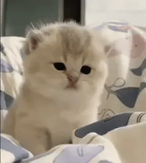 😐 kätzchen, katze, süß, tier, haustier, flauschig telegram sticker
