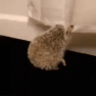 🦔 ёж, животное, милый, питомец telegram sticker