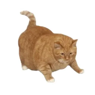 🐱 猫, 动物, 宠物, 姜黄色, 橙色, 家养, 猫科动物 telegram sticker