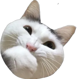 😊 Katze, süß, Tier, weiße Katze, Hauskatze, Haustier telegram sticker