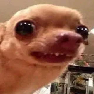🐶 cão, chihuahua, animal de estimação, animal, fofo, engraçado, meme telegram sticker