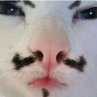 😚 gato, engraçado, animal, animal de estimação, bigode, rosto telegram sticker