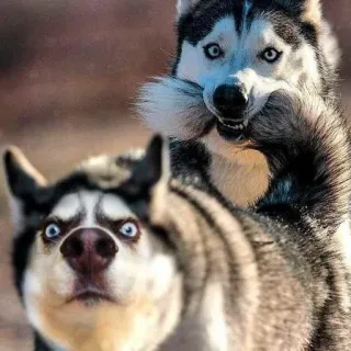 🤨 Husky, Cane, Animali, Divertente, Meme, Animali domestici telegram sticker