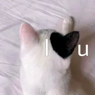 ❤️ I u 猫, かわいい, 愛, ペット, 動物, ステッカー whatsapp sticker