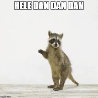 💃 HELE DAN DAN DAN mapache, animal, meme, divertido, mono, bailando whatsapp sticker