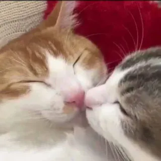 😘 gatti, baciare, animali, carino, animali domestici, animali da compagnia, gatti che dormono, tenero whatsapp sticker