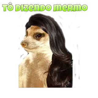 🎦 TÔ DIZENDO MERMO suricato, engraçado, meme, animal, cabelo, peruca telegram sticker