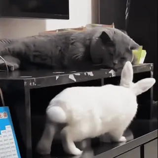 🤩 gato, conejo, mascota, animal, animal doméstico, mamífero whatsapp sticker