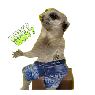 ❔ WHY?
WHY? suricato, animal, pergunta, engraçado, fofo, por que, fato de banho telegram sticker
