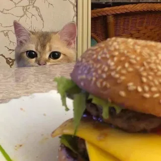 🍑 cat, burger, food, animal, cute, hamburger, pet, eyes telegram sticker