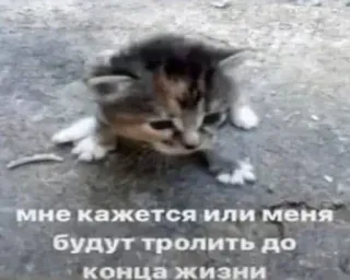 💀 мне кажется или меня будут троллить до конца жизни kätzchen, katze, troll, humor, russisch, traurig telegram sticker