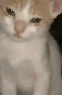 🌟 gatinho, gato, fofo, animal, animal de estimação telegram sticker