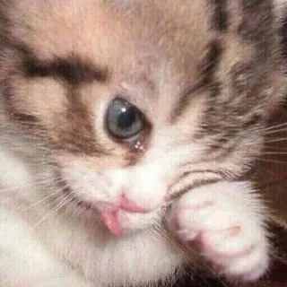 🥲 Katze, Kätzchen, süß, Tier, Haustier telegram sticker