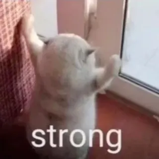 💪 strong cat, meme, strong, animal, pet, humor whatsapp sticker