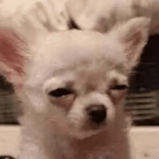 😐 perro, chihuahua, dormilón, lindo, animal, mascota whatsapp sticker