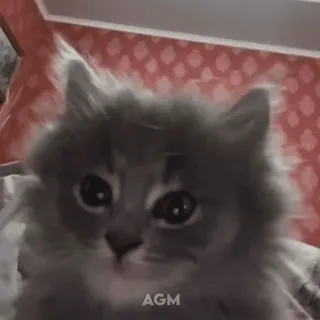 👁️ AGM gatto, gattino, carino, animale domestico, animale, soffice, AGM telegram sticker