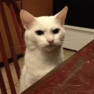 😂 gatto, bianco, animale, animale domestico telegram sticker